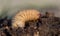 Macro shot of a grubworm coming out from the compost