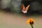 Macro shot of a Gulf fritillary flying over a zinnia flower