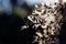 Macro shot of hairy clematis vine seed clusters, selective focus