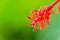 Macro shot of Hibiscus flower pollens with copy space and defocused background