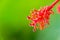 Macro shot of Hibiscus flower pollens with copy space and defocused background