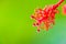 Macro shot of Hibiscus flower pollens with defocused green background and copy space