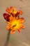 Macro shot of a Hieracium flower with a selective focus on a brown background