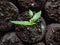 Macro shot of home-grown small pepper plant growing in a pot on a window sill. Indoor gardening and germinating seedlings