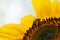 Macro shot of a honey bee collect pollen on sunflower