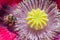 Macro Shot of Honey Bee inside Poppy Flower