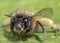 Macro shot of a honeybee sitting in the garden on a leaf