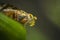 Macro shot a hoverfly resting on a wildflower bud