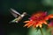 macro shot of hummingbird fluttering its wings while feeding on flower