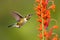 macro shot of hummingbird fluttering its wings while feeding on flower