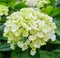 A macro shot of a hydrangea bloom