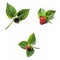 Macro shot of an ideal blackberry, strawberry, raspberry twigs, isolated on a white background created by Generative AI