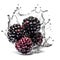 Macro shot of an ideal juicy delicious blackberries in water splashes, Generated AI berries
