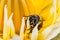 .Macro Shot, Image of bee or honeybee on the  yellow lotus pollen