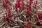 Macro shot of incense ashes