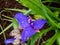 Macro shot of the Inchplant, spiderwort and dayflower Tradescantia Ã— andersoniana `Caerulea plena` flowering with double blue
