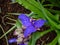 Macro shot of the Inchplant, spiderwort and dayflower Tradescantia Ã— andersoniana `Caerulea plena` flowering with double blue