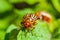 Macro shot of an insect close up of a Colorado potato beetle