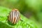 Macro shot of an insect close up of a Colorado potato beetle, shell and wing protection