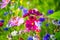 Macro shot of a jewelry basket, Cosmos bipinnatus