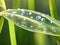 Macro shot of a juicy, luscious, green leaf in a meadow with dew drops in the early dawn of a spring or summer day.