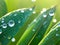 Macro shot of a juicy, luscious, green leaf in a meadow with dew drops in the early dawn of a spring or summer day.