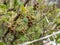 Macro shot of just appearing small Redcurrants Ribes rubrum buds in spring. Home backyard gardening