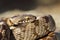 Macro shot of juvenile cat snake