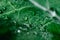 Macro shot of kale salad with water drops. Organic detox diet. Superfood. Natural background