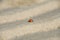 Macro shot of ladybug crawling over tiny sand dunes