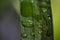 Macro shot of large beautiful drops of transparent rainwater on a green leaf