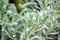 A macro shot of the Lavandula pinnata or fernleaf lavender