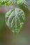 Macro shot of the leaf of a parietaria officinalis plant, known for its medical properties and for use in the kitchen