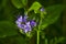 Macro shot of a lilac wildflower in the garden