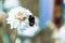 Macro shot of a little cute bumblebee sitting on a white flower on a blurred background