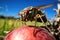 macro shot of a locust feasting on an apple in an orchard