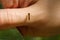 Macro shot of long hoverfly, syrphid fly or sphaerophoria scripta sitting on human finger, insects life close up