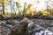 Macro shot of magical scenic forest, with the sun casting its warm light through the foliage. Natural background. Reinhardswald -