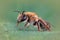 Macro shot of a male andrena nitida bee on green leaf background