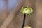 Macro shot of a male blossom of a hazelnut Corylus avellana