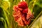 Macro shot of a male, half-moon siamese fighting fish (betta splendens)