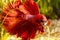 Macro shot of a male, half-moon siamese fighting fish (betta splendens)