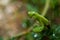 Macro shot of a mantis perched on a leafy green plant