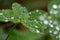 Macro shot of many dew or rain drops on a green clover background lit softly on an overcast day. Wet, clean, fresh