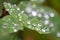 Macro shot of many dew or rain drops on a green clover background lit softly on an overcast day. Wet, clean, fresh