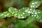 Macro shot of many dew or rain drops on a green clover background lit softly on an overcast day. Wet, clean, fresh