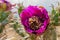 Macro shot of many fruit flies swarming in a prickly pear cactus purple or pink flower to eat the nectar within. Shot in U-Mound h