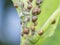 Macro shot of many tiny tortoise scale insect.