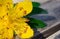 Macro shot of medicinal yellow flower Hypericum calycinum