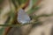 Macro shot of a Mediterranean Small Blue sitting on a green leaf on an isolated background